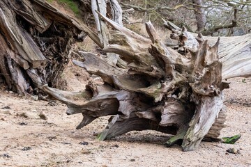 Intricate eroded tree root