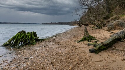 Fototapeta na wymiar Old tree remains exposed at low tide
