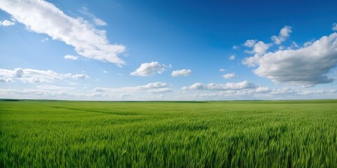 Fototapeta na wymiar Empty green field and blue sky with rare clouds. Generative AI