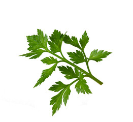 Parsley branch in full focus isolated on white background. Fresh plant for seasoning and decorating dishes in the kitchen.
