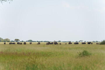 Fototapeta na wymiar Beautiful view of African bush elephants in Serengeti, Tanzania
