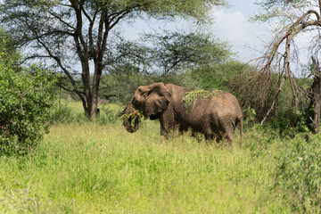 Fototapeta na wymiar Closeup shot of an African bush elephant in Serengeti, Tanzania
