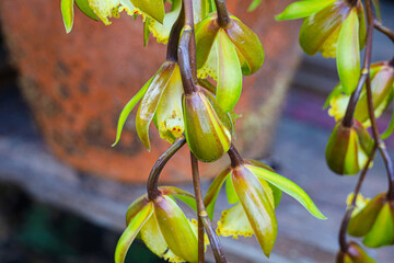 Obraz premium Close-up photos of orchid (edible) from various different angles with selective focus