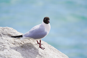 Seagull, sterna hirundo, on the rock, blue sea on the background. Bird reserve near Grado, Italy. Birdwatching, nature, nesting period. European birds.
