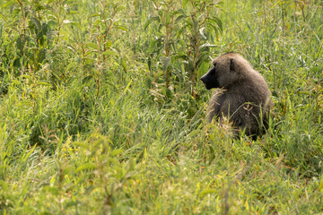 Fototapeta na wymiar Closeup shot of a yellow baboon in Serengeti, Tanzania