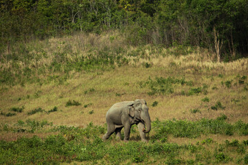 Fototapeta na wymiar male asia elephant walking in grass field of khaoyai national park thailand