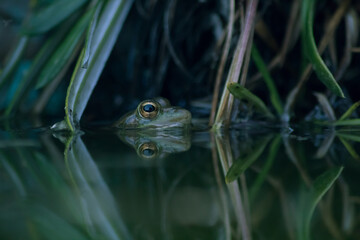 Closeup of a cute frog looking from a reflective water