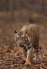 Fototapeta na wymiar A tiger on walk at Tadoba Andhari Tiger Reserve, India