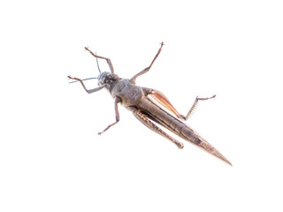Brown locust insect belly view isolated