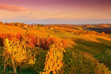 Scenic landscape with vineyards and agricultural fields on the hill at colorful bright sunset