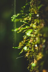 Selective focus shot of water drops on a tree trunk in a tropical forest near Lismore, Australia