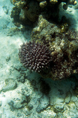 A photo of corals
