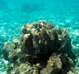 Naklejka na ściany i meble A photo of corals