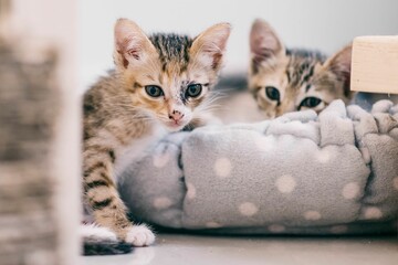 Cute tabby kittens looking at the camera