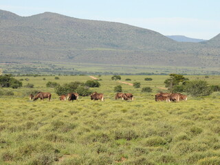 National Parks across South Africa 