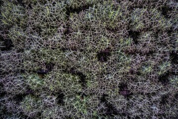 Beautiful succulent pattern background