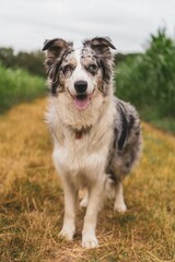 Vertical shot of an Australian Shepherd on the dry grass