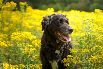Black Australian Shepherd in a rapeseed field