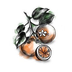 black and white illustration of an orange on a branch with orange and green spots on a white background
