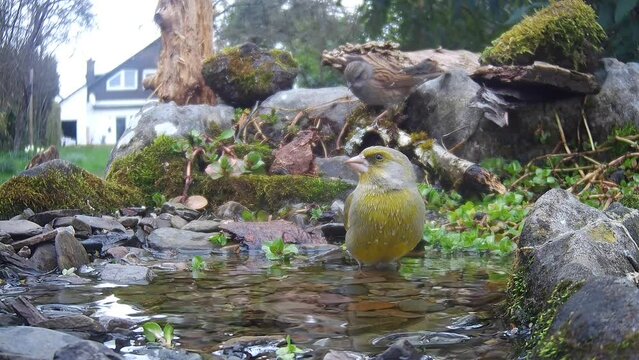 Gr&uuml;nfink und Heckenbraunelle