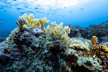 Closeup shot of the colorful corals in the clear sea water