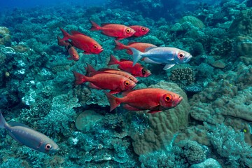 School of lunar-tailed bigeye fish swimming around the corals in the clear sea water