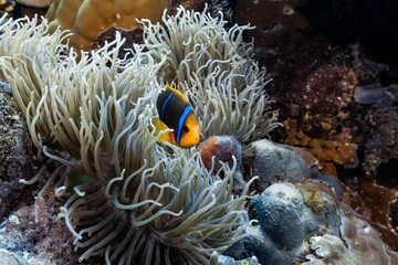 Orange-fin anemonefish swimming around white anemones in the sea