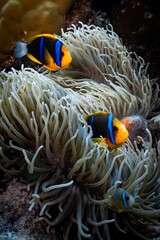 Vertical shot of a couple orange-fin anemonefish swimming around white anemones in the sea
