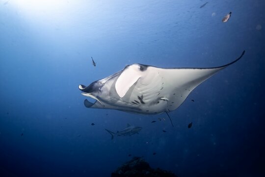Reef manta ray swimming in the deep blue water
