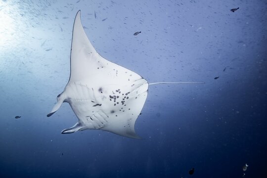 Reef manta ray swimming in the blue underwater
