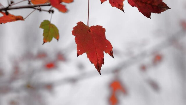 Closeup of red maple leaves hanging from the thin tree branches against a blurred background