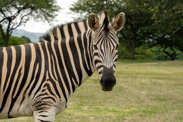 Fototapeta na wymiar A close-up of a beautiful plains zebra facing the camera.