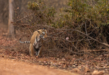 A tiger marking its territory at Tadoba Andhari Tiger Reserve, India
