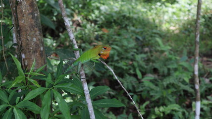 A male common green forest lizard (Calotes Calotes) with orange color head
