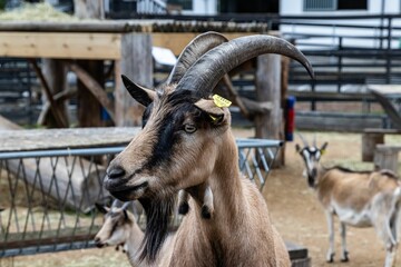 Goats at Ekeberg Oslo Norway
