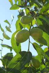 close up of Fruits of a jujube tree