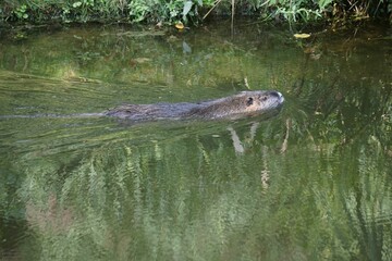 Beautiful view of a walrus swimming in a water