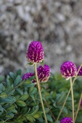 Vertical shot of purple-globe clovers (Trifolium alpestre)