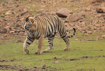 Closeup of a Tiger at Tadoba Andhari Tiger Reserve, India