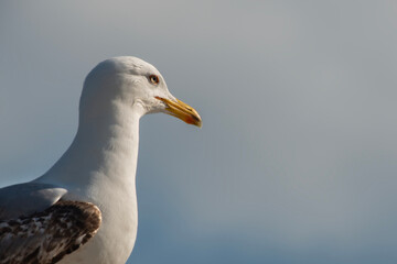 Blue clouds in the background. Close-up photo of seagull.Seagull watching. Seagull portrait.