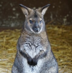 Closeup of a red-necked wallaby in a wooden nest with dark background