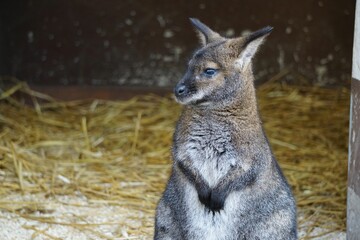 Obraz premium Closeup of a red-necked wallaby in a wooden nest with dark background