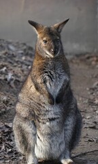 Vertical closeup of a red-necked wallaby outdoors with dark background