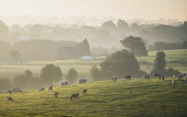 Aerial view of cattle cows grazing on grass fields with foggy trees in pays de Herve, Belgium