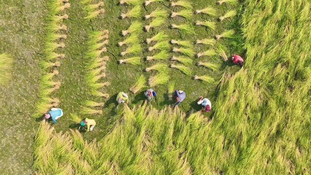 Many farmers help harvest the rice by scythe no machine ,farmers work hard in rice field in harvest season aerial view of bangladesh
