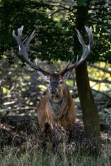 Vertical shot of a beautiful brown deer with long antlers on a park clearing