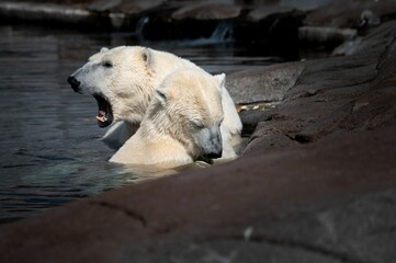 Beautiful wet growling white polar bear near another polar bear in a zoo