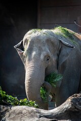 Vertical shot of a dirty gray elephant eating green grass in a zoo