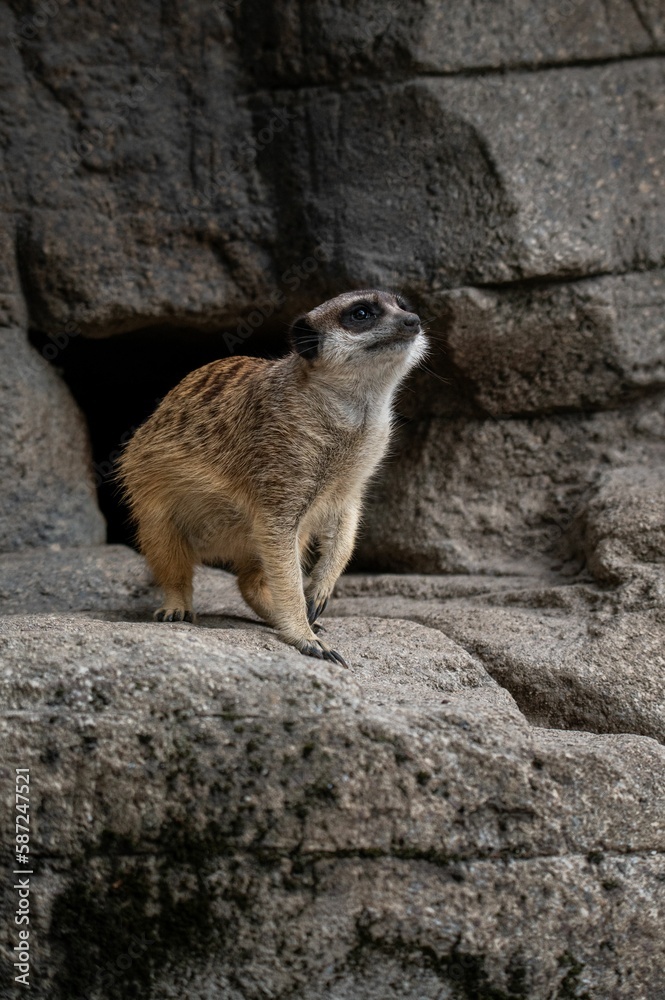 Wall mural Vertical shot of a meerkat standing on the rock.