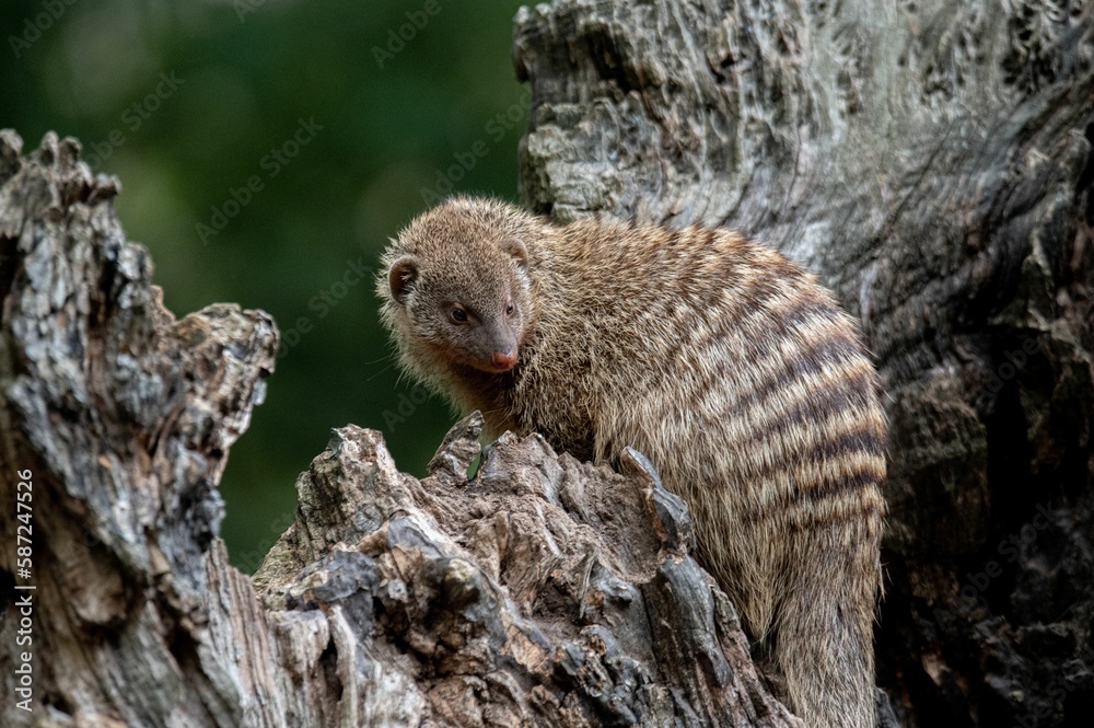 Canvas Prints Closeup shot of a banded mongoose on a tree against a blurred background